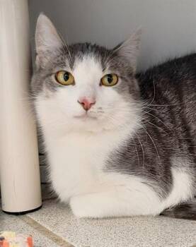 Rescue Domestic Short Hair Cats for Adoption in Canfield, Ohio - BRUCE | PetCurious