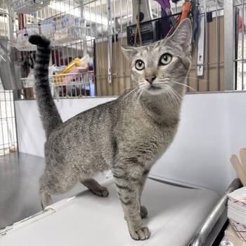 Domestic Short Hair Cats Available for Adoption in New York, New York - Winston | PetCurious