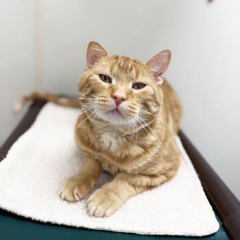 Carlisle -  Domestic Short Hair Cat for Adoption in Oshkosh, Wisconsin - Carlisle | PetCurious