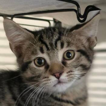 Sonata -  Domestic Short Hair Cat for Adoption in Muncie, Indiana - Sonata | PetCurious