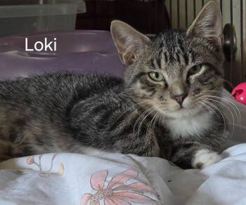 Loki -  Domestic Medium Hair Cat for Adoption in Oviedo, Florida - Loki | PetCurious
