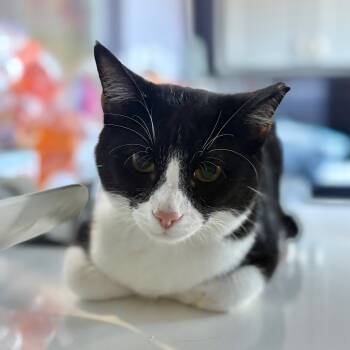 Rescue Domestic Short Hair Cats for Adoption in Kyle, Texas - KOSHER | PetCurious