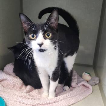 Domestic Short Hair Cats Available for Adoption - Oreo | PetCurious