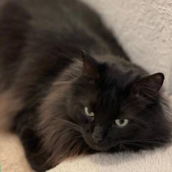 Domestic Long Hair Cats Available for Adoption in South Miami, Florida - Maddox | PetCurious