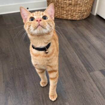 Chester Von Cheeto -  Tabby and Domestic Short Hair Cat for Adoption in Friendswood, Texas - Chester Von Cheeto | PetCurious