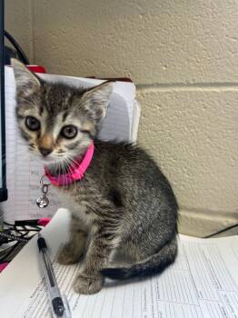 Coral -  Domestic Long Hair Cat for Adoption in New Cumberland, West Virginia - Coral | PetCurious