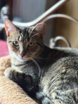 Domestic Short Hair Cats Available for Adoption - Tabitha | PetCurious