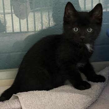 Riblet -  Domestic Medium Hair Cat Available for Adoption in East Hanover, New Jersey - Riblet | PetCurious