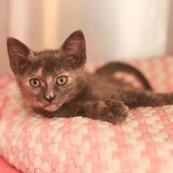 Rescue Domestic Short Hair Cats for Adoption in Los Angeles, California - Cinnamon | PetCurious