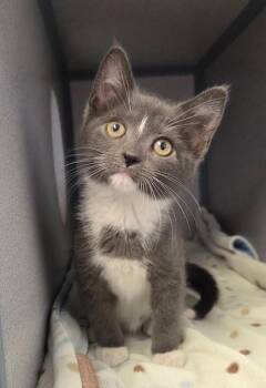 Panda -  Domestic Short Hair Cat for Adoption in Liverpool, New York - Panda | PetCurious