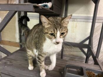 Tabby and Domestic Short Hair Cats Available for Adoption in Walnut Creek, California - Odette | PetCurious