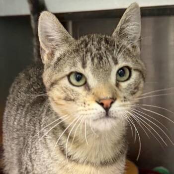 Potomac -  Domestic Short Hair Cat for Adoption in Kanab, Utah - Potomac | PetCurious
