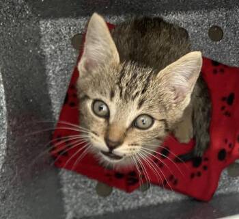 Domestic Short Hair Cats Available for Adoption in Dallas, Texas - VIGO | PetCurious