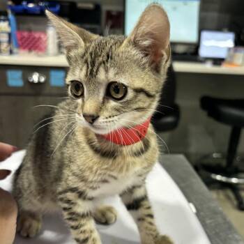 Vixen -  Domestic Short Hair Cat for Adoption in Tampa, Florida - Vixen | PetCurious