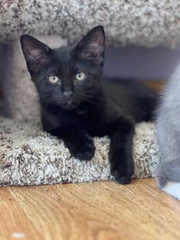 PEPPER -  Domestic Short Hair and Siamese Cat for Adoption in Kenosha, Wisconsin - PEPPER | PetCurious