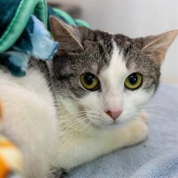 Domestic Short Hair Cats Available for Adoption in Methuen, Massachusetts - SPOTTIE | PetCurious