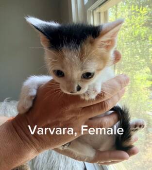 Varvara -  Calico Cat for Adoption in Shrewsbury, Massachusetts - Varvara | PetCurious