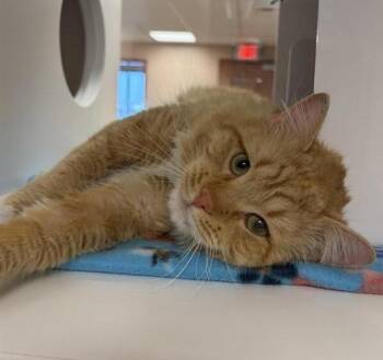 Morgan -  Domestic Medium Hair Cat Available for Adoption in Black Eagle, Montana - Morgan | PetCurious
