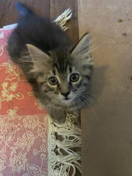 Domestic Medium Hair Cats Available for Adoption in St. Cloud, Minnesota - Jory | PetCurious