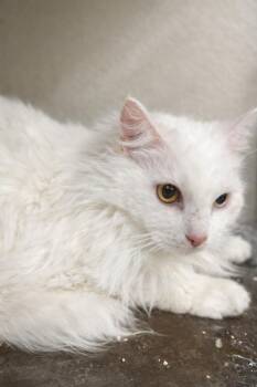 Domestic Long Hair Cats Available for Adoption in Pocatello, Idaho - Arthur | PetCurious