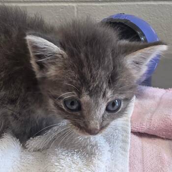 Pinecone -  Domestic Short Hair Cat for Adoption in Council Bluffs, Iowa - Pinecone | PetCurious