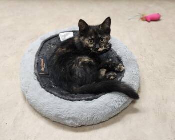 Maine Coon and Tortoiseshell Cats Available for Adoption - Kitten 27523 (Saffron) | PetCurious