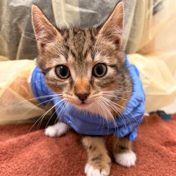 Eden -  Domestic Short Hair Cat for Adoption in Murray, Utah - Eden | PetCurious