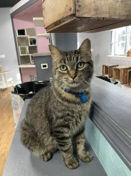 Rescue Domestic Short Hair Cats for Adoption in Grand Rapids, Michigan - FREDDIE MAC | PetCurious