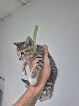 K3 -  Domestic Short Hair Cat for Adoption in St. Cloud, Florida - K3 | PetCurious