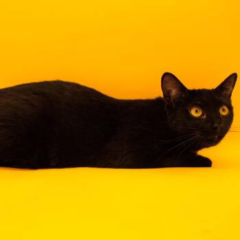 Bombay -  Domestic Short Hair Cat for Adoption in Plainfield, Illinois - Bombay | PetCurious