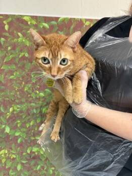 Domestic Short Hair Cats Available for Adoption in San Antonio, Texas - Fiona | PetCurious