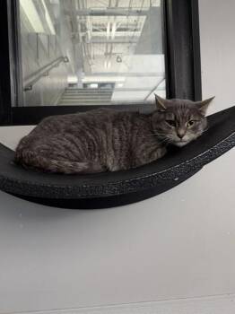 BELLA -  Domestic Medium Hair and Domestic Short Hair Cat for Adoption in Omaha, Nebraska - BELLA | PetCurious