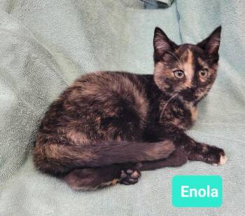 Domestic Short Hair Cats Available for Adoption in Richmond, Indiana - Enola | PetCurious