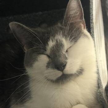 Domestic Short Hair Cats Available for Adoption in Charlottesville, Virginia - Pothos | PetCurious