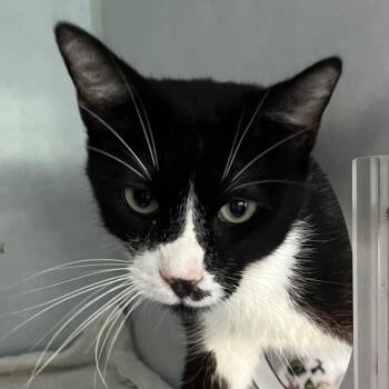 Pascal -  Domestic Short Hair Cat for Adoption in Sarasota, Florida - Pascal | PetCurious