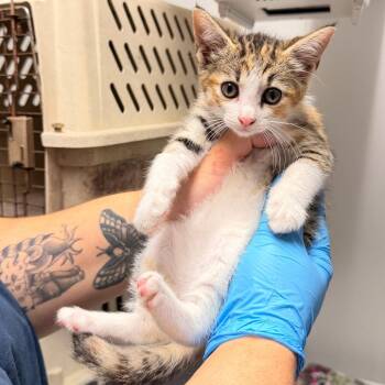 Domestic Short Hair Cats Available for Adoption in Wahiawa, Hawaii - Takis | PetCurious