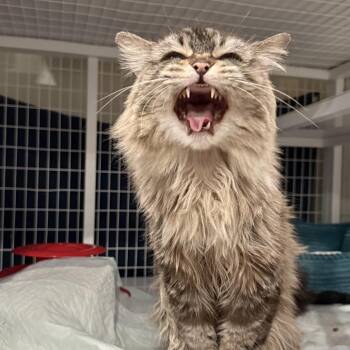 Daisy Fluff Bottoms -  Domestic Short Hair Cat for Adoption - Daisy Fluff Bottoms | PetCurious