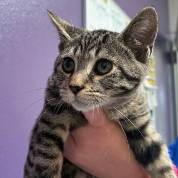 Angie -  Domestic Short Hair Cat for Adoption in Englewood, Florida - Angie | PetCurious