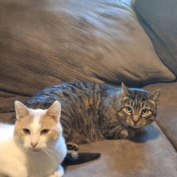 Alexander the Great & King Charles -  Domestic Short Hair Cat for Adoption in Rochester, Washington - Alexander The Great & King Charles | PetCurious