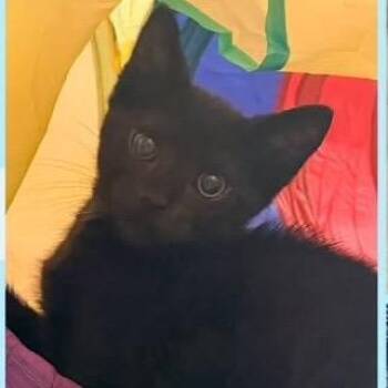 Jim -  Domestic Short Hair Cat for Adoption in Orangevale, California - Jim | PetCurious