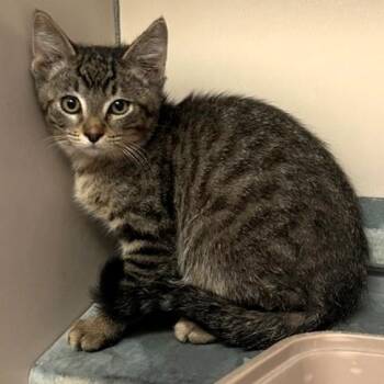 61612645 -  Domestic Short Hair Cat for Adoption in Elko, Nevada - 61612645 | PetCurious