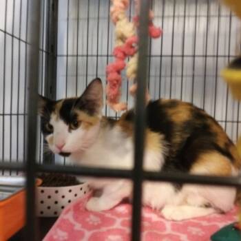 Fallon -  Calico Cat for Adoption in PORT WENTWRTH, Georgia - Fallon | PetCurious