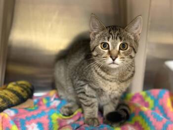 Rosa -  Domestic Short Hair Cat for Adoption - Rosa | PetCurious