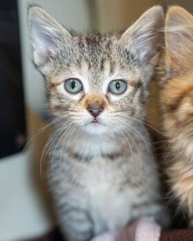 Emma -  Domestic Medium Hair and Domestic Short Hair Cat for Adoption in Pequot Lakes, Minnesota - Emma | PetCurious