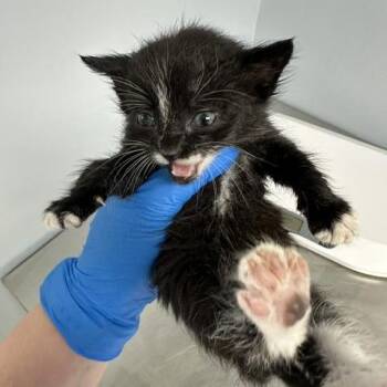 Schmidt -  Domestic Short Hair Cat for Adoption in Indianapolis, Indiana - Schmidt | PetCurious