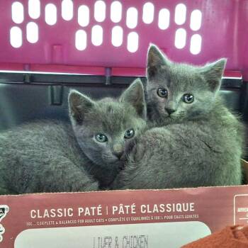 Domestic Short Hair Cats Available for Adoption - Stormy | PetCurious