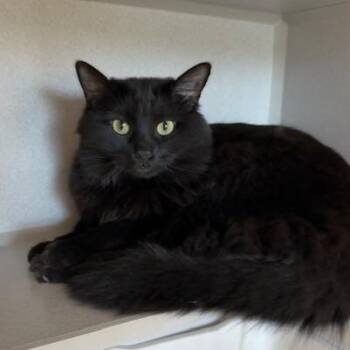 Domestic Long Hair Cats Available for Adoption in Washougal, Washington - Kasper | PetCurious