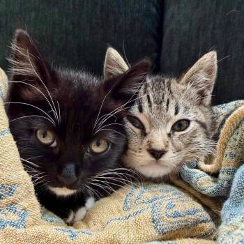 Ruby (bonded w/ Clarke) -  Domestic Short Hair Cat for Adoption in Oakland, California - Ruby (bonded W/ Clarke) | PetCurious