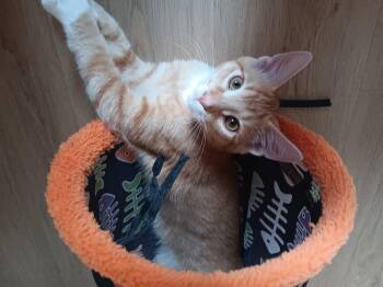 Rescue Domestic Short Hair Cats for Adoption in Chicago, Illinois - Cosmos (bonded With Zinnia) | PetCurious