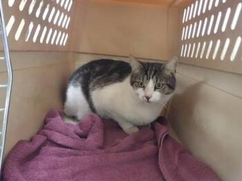 Domestic Short Hair Cats Available for Adoption - SMOOTHIE | PetCurious